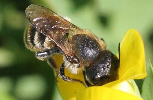 Réf. 218 454 : Osmia aurulenta